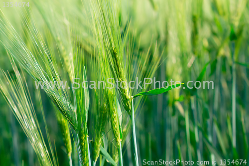 Image of organic green spring grains