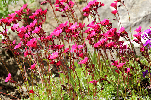 Image of Beautiful spring flowers