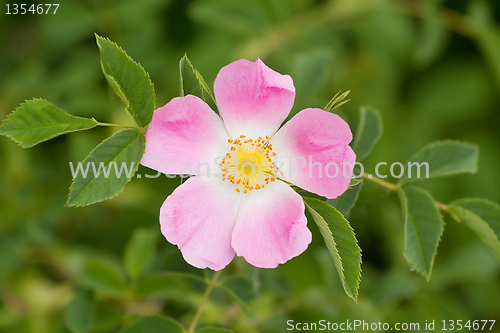 Image of blossom detail of Fructus cynosbati