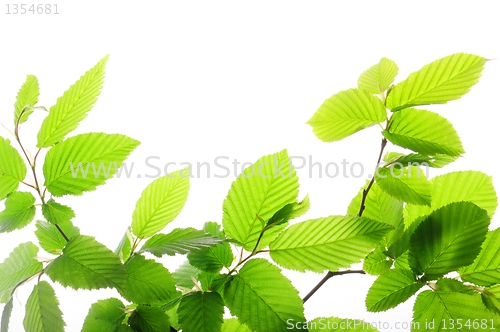 Image of summer leaves