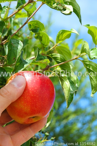 Image of apple on tree