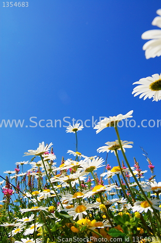 Image of daisy flower in summer