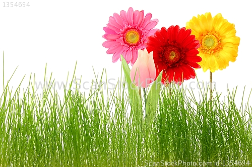 Image of flower and grass