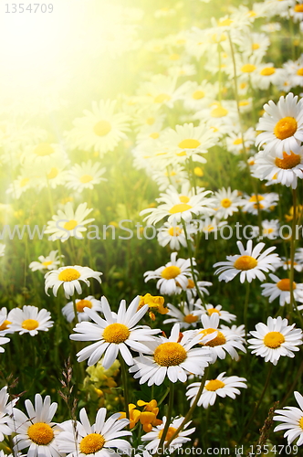 Image of daisy flower on a summer field