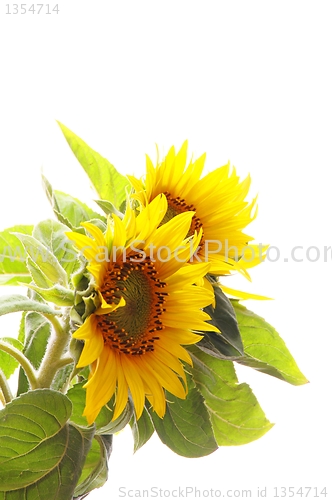 Image of sunflower