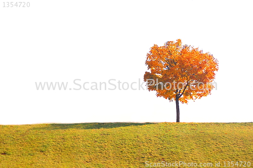Image of tree in autumn