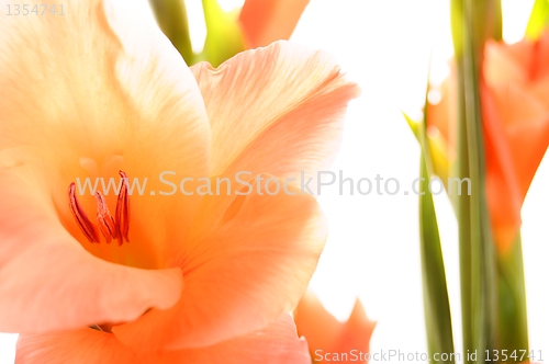 Image of flowers