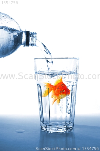 Image of goldfish