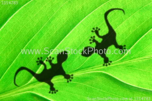 Image of green jungle leaf and gecko