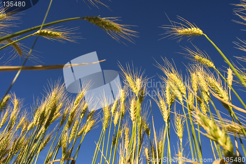 Image of Wheat