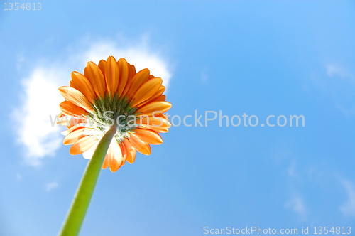 Image of Gerbera daisy