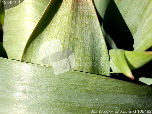 Image of Plant Leaves 2
