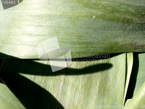 Image of Plant Leaves