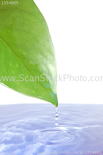 Image of leaf and water