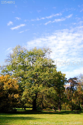 Image of fall in the park with green trees under blue sky