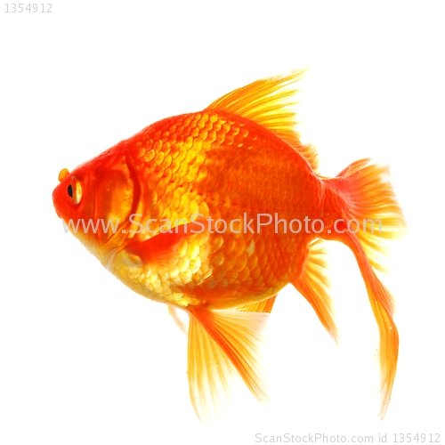 Image of goldfish