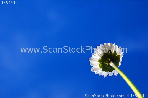 Image of daisy under blue sky