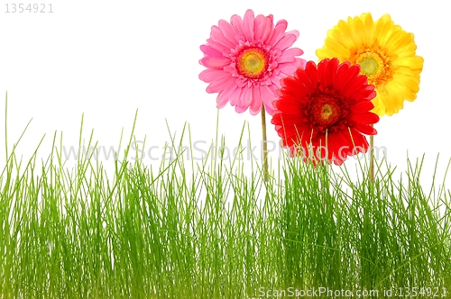 Image of flower and grass
