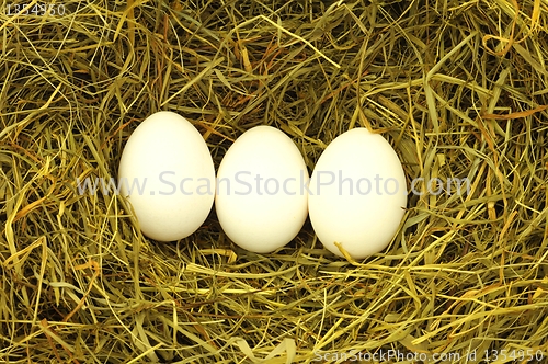 Image of blank egg in hey