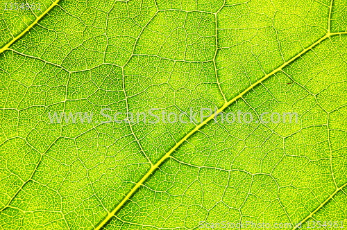 Image of green leaf background