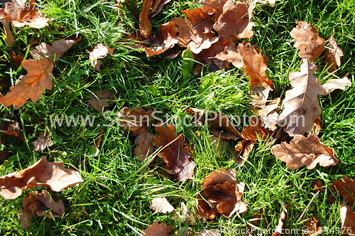 Image of grass texture with leaves in autumn