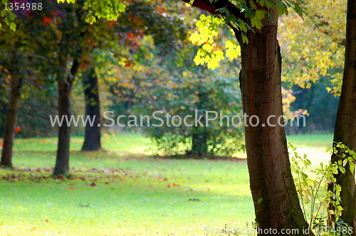 Image of fall in the park with green trees under blue sky