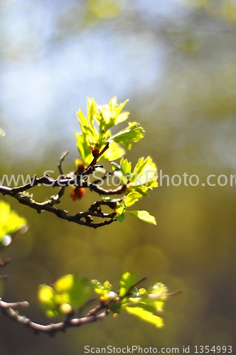 Image of green leaves