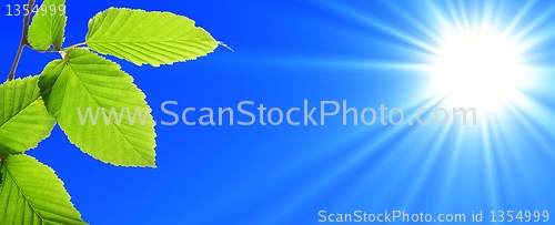 Image of blue sky and leaf