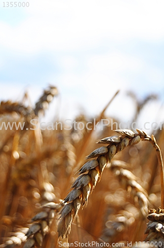 Image of wheat grain