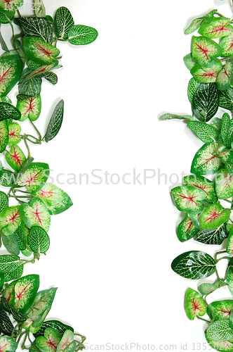 Image of border of leaves