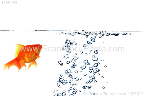 Image of goldfish