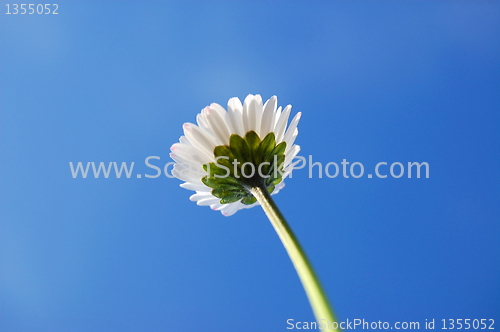 Image of daisy under blue sky