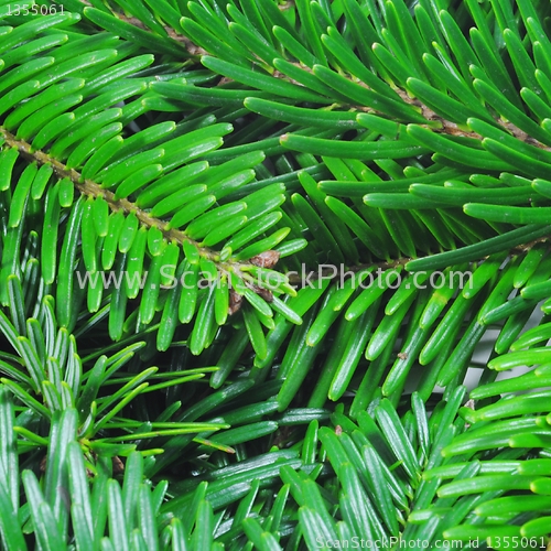 Image of green fir