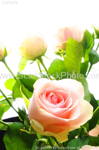 Image of rose flowers