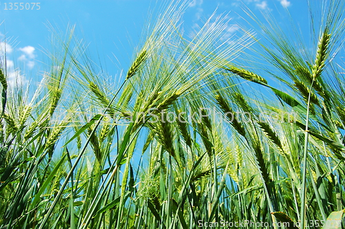 Image of wheat grain under blue sky