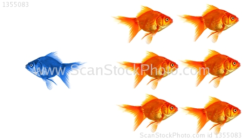 Image of goldfish