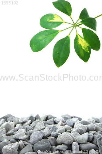 Image of stones and leaf