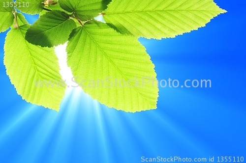 Image of blue sky and leaf