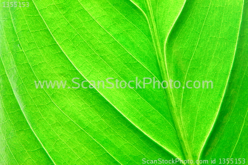 Image of structure of a leaf
