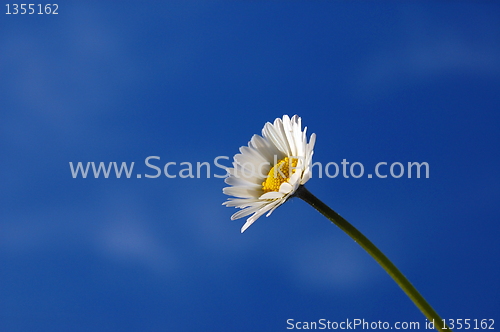 Image of daisy under blue spring sky