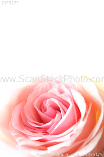 Image of rose flowers