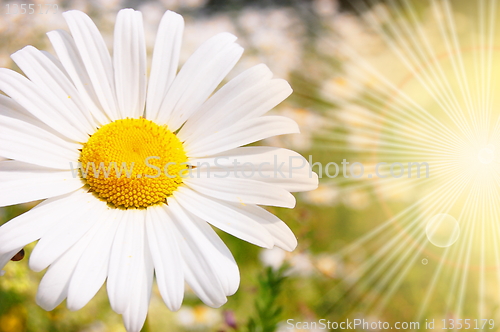 Image of flower and sun