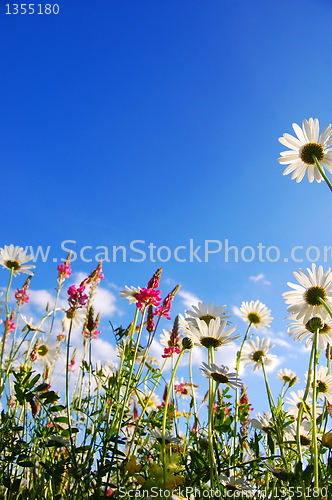 Image of flowers on meadow in summer