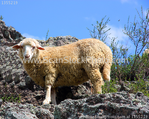 Image of A sheep is eating grass on a beautiful mountain