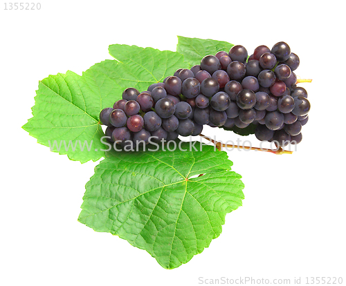 Image of Blue grape with green leaf, isolated on white background