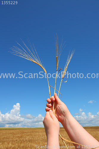 Image of hand holding ears of wheat against blue sky