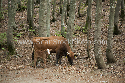 Image of Cow and calf in the wood