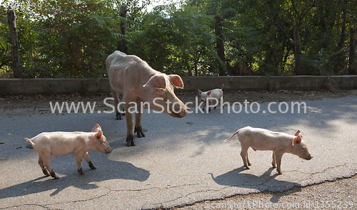 Image of Sow with piglets