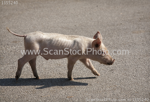 Image of Piglet in freedom