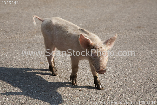 Image of Curious piglet on road